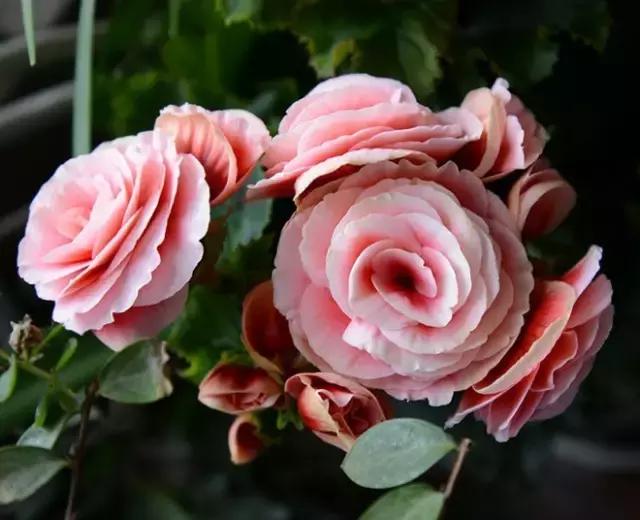 海棠到冬天叶片都掉光了,海棠到夏天就落叶