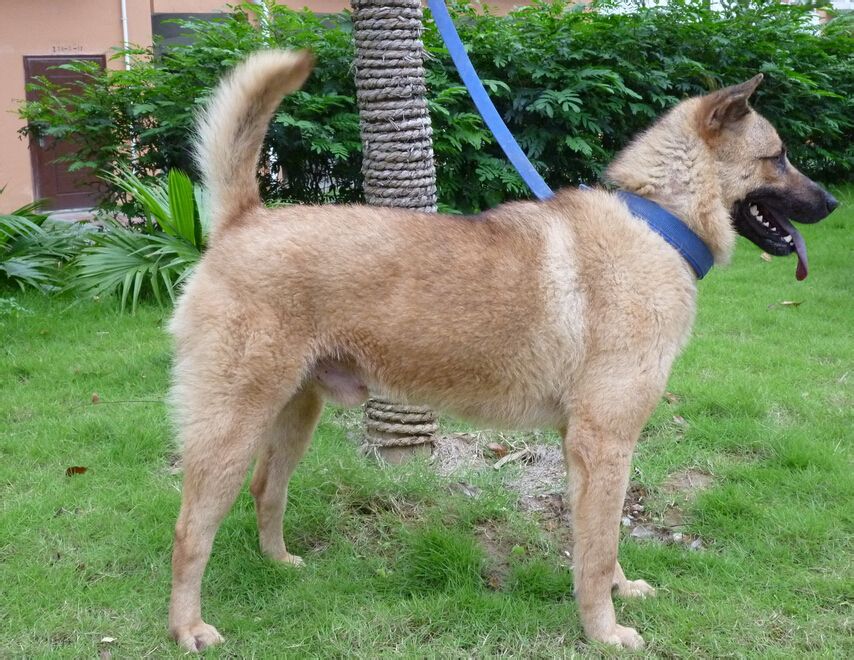 世界名犬排名前十名哪种最易训,十种名犬图及特色介绍