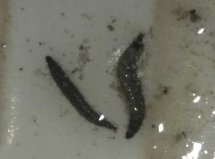 农村看了让人生厌的生物，唯恐避之不及，你敢点进来吗？