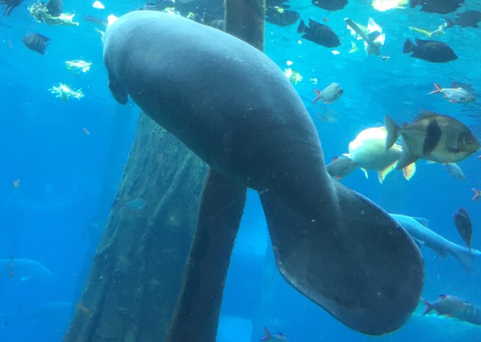 珠海长隆海洋王国游记作文,珠海长隆海洋王国一日游攻略