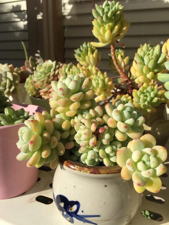 多肉植物澳大利亚墨尔本,墨尔本多肉