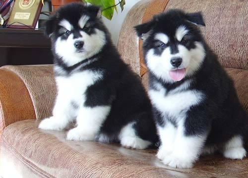 战狼2最后导弹发射彩蛋,战狼2片尾彩蛋的猜想