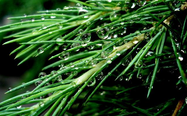 松针养猪的妙用,松针养猪有什么好处