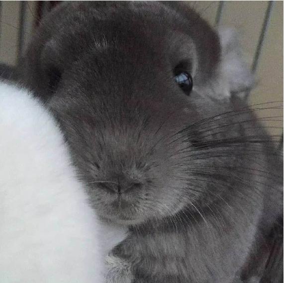 龙猫土拨鼠蜜袋鼯,龙猫真是太可爱了心都要被萌化了