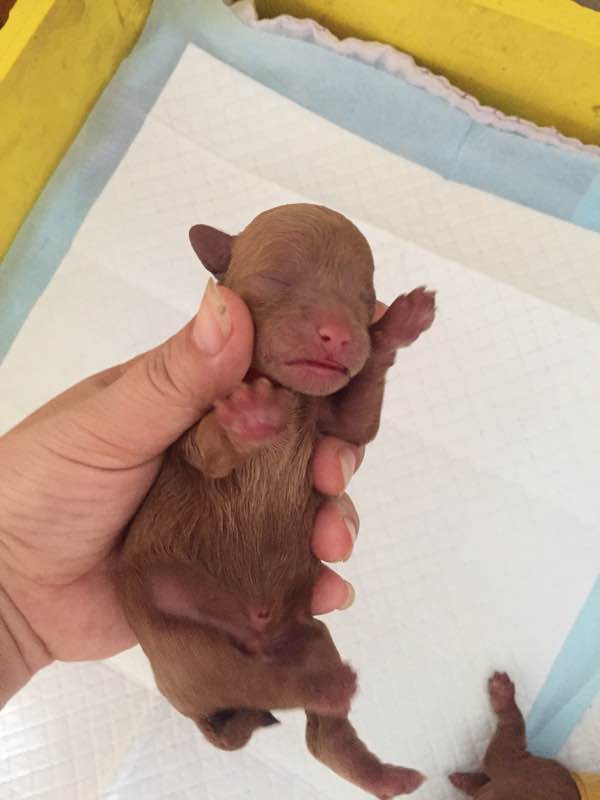 泰迪生完宝宝护犊子咋回事,怀孕的泰迪需要补钙吗