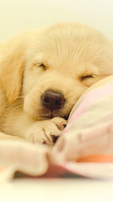 好主人质量怎么样,好主人是什么品质