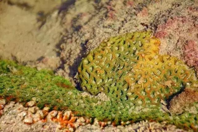 面朝大海春暖花开涠洲岛之旅,海景圣地涠洲岛