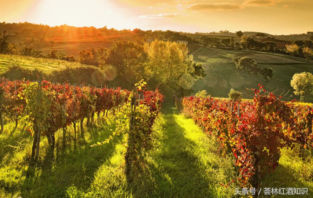 高质量意大利葡萄酒,意大利葡萄酒讲解视频