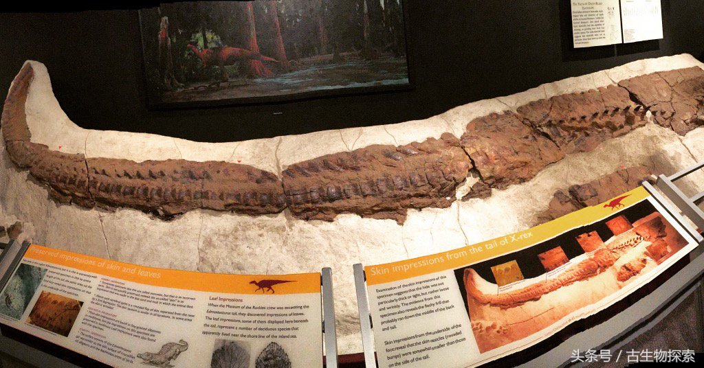 白垩纪的五大暴龙,白垩纪霸王龙是最强吗