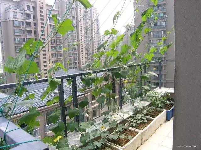 自家阳台上种的无公害绿叶菜,绿色蔬菜的种植方式是什么