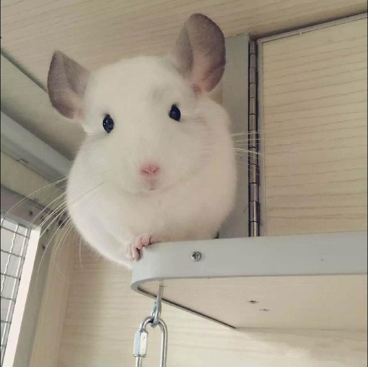 龙猫土拨鼠蜜袋鼯,龙猫真是太可爱了心都要被萌化了