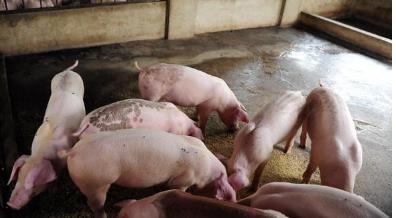 家猪生病怎么办,梦见自家养的猪生病了