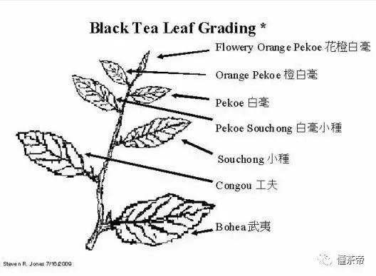 祁红为什么是低端货,祁红工夫茶怎么都是碎叶状