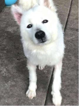 流浪猫志愿者实践活动,做志愿者的活动纪实