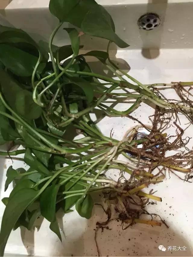 小小的绿萝，竟然完爆你家其他花，甩出十条街都不止！