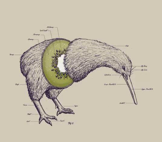 为什么kiwi鸟是新西兰的国鸟,新西兰国鸟图片