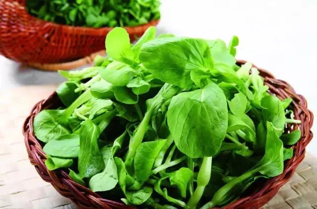 自家阳台上种的无公害绿叶菜,绿色蔬菜的种植方式是什么