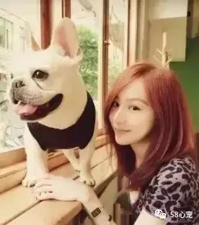 一梦谈狗：听说你喜欢法国斗牛犬，那你了解它么？