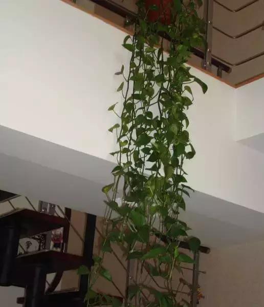 小小的绿萝，竟然完爆你家其他花，甩出十条街都不止！