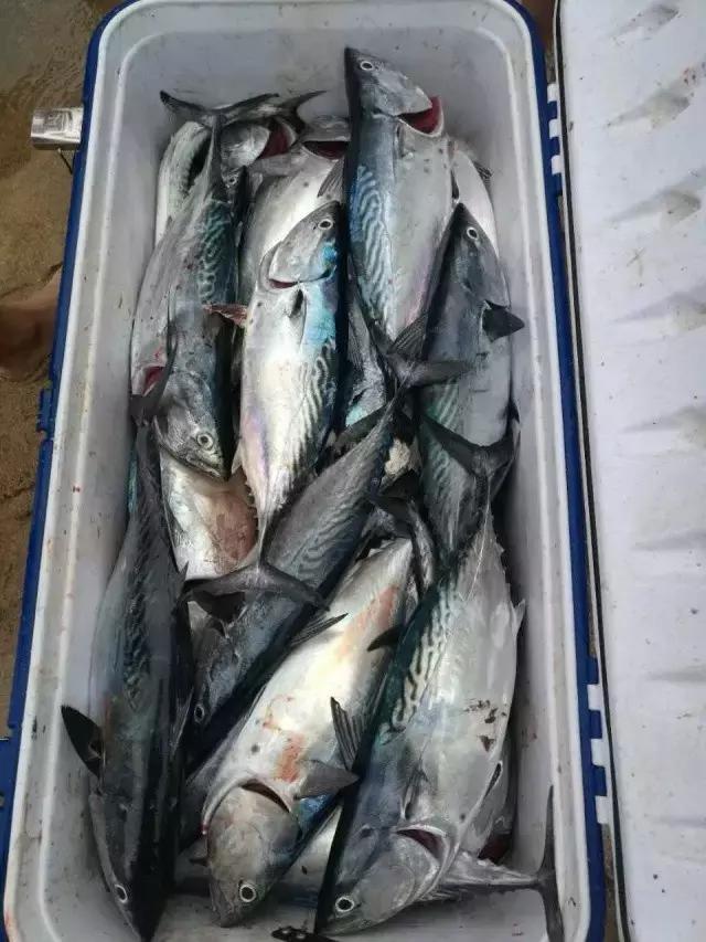 台山浪琴湾有藤壶吗,台山浪琴湾沙滩游泳