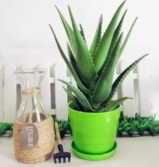 如何在家自制芦荟面膜,生活小妙招用芦荟胶做面膜