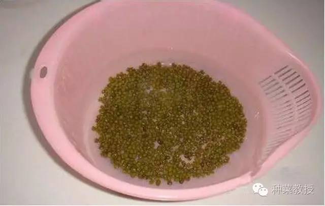 阳台种菜的土没有营养了怎么办,种子种菜阳台教程