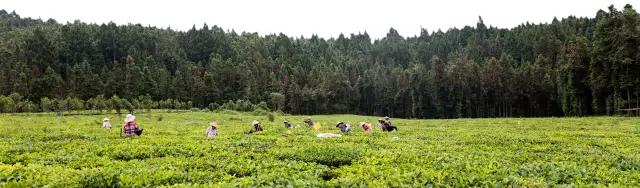 腾冲“茶妈妈”：茶的淡泊，也是人的淡泊