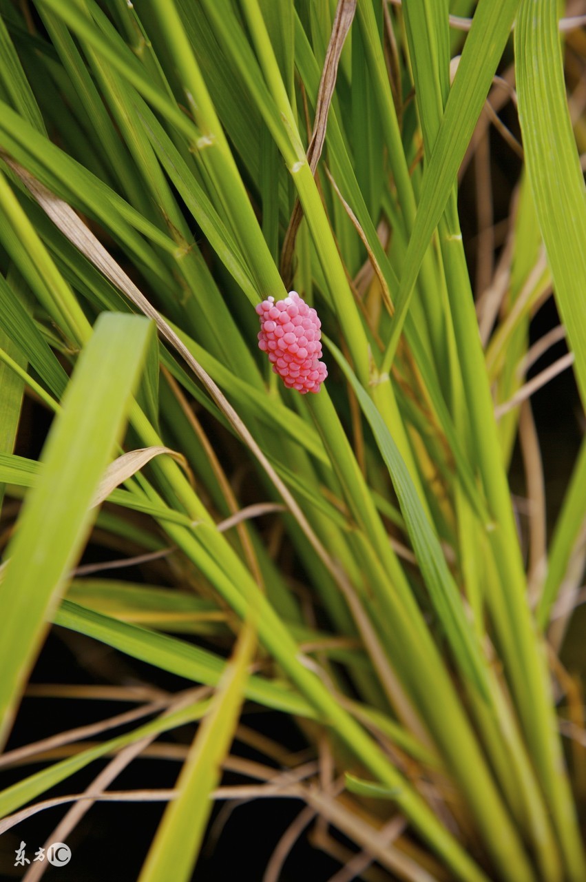 不小心吃了福寿螺怎么办,吃到福寿螺头晕恶心怎么办