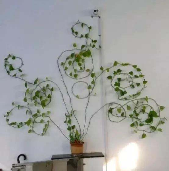 小小的绿萝，竟然完爆你家其他花，甩出十条街都不止！