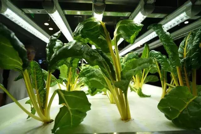 鑸屽皷涓婄殑鍗楅棬,鑸屽皷涓婄殑鍗楅棬缇庨鍥㈣喘