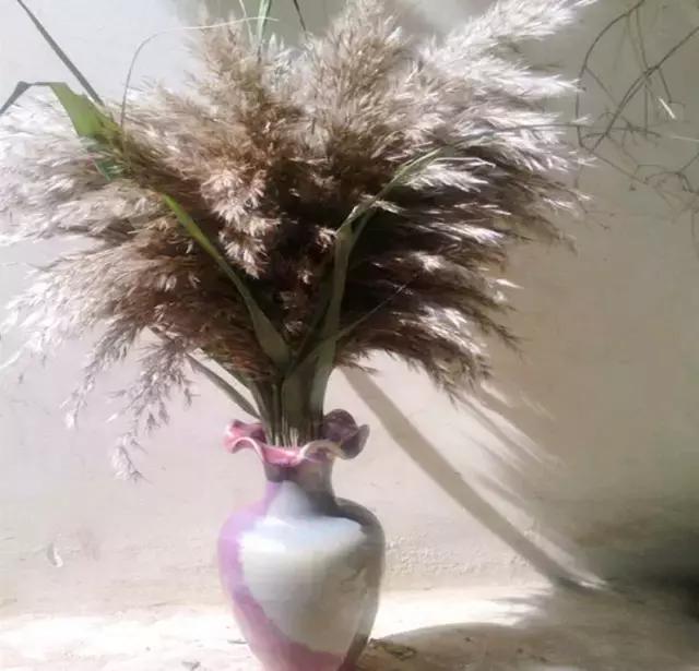 娈嬫灊璐ュ彾鎻掕姳,娈嬫灊璐ヨ姳