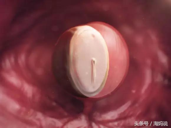 胎儿发育40周全过程注意事项,赞宝宝训练抬头的句子