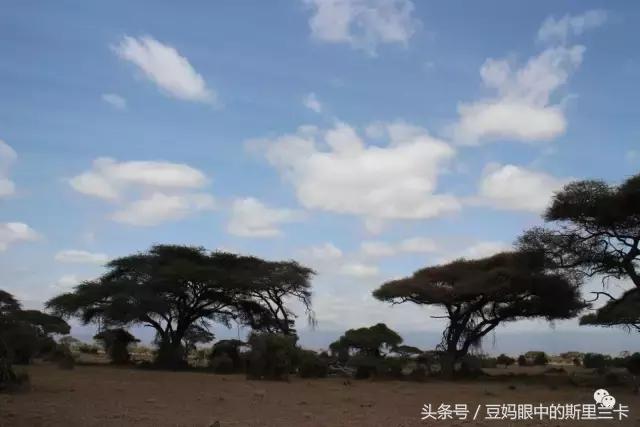 风动？树动？心动！致你，Kenya