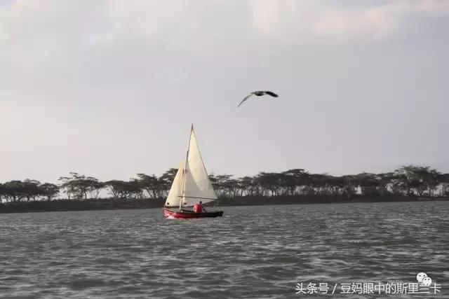 风动？树动？心动！致你，Kenya