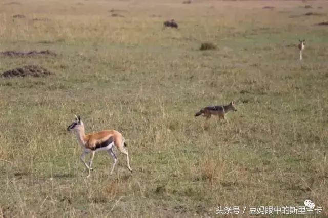 风动？树动？心动！致你，Kenya