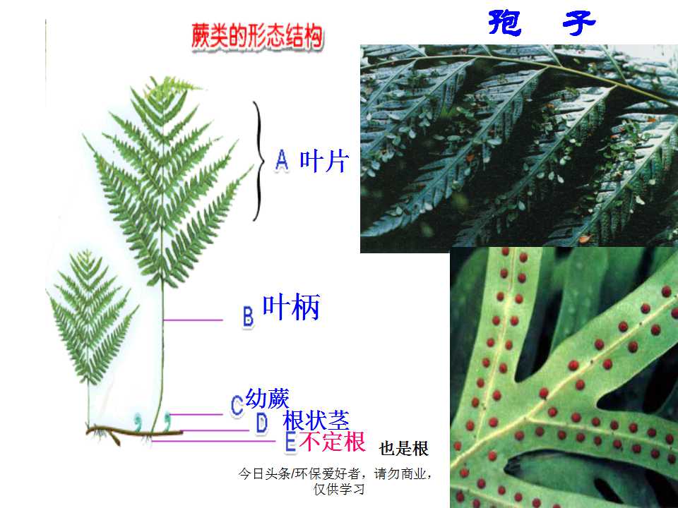 认识植物从身边开始,认识植物的根茎叶各个部分