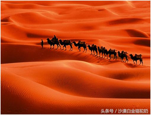 驼奶能否成为欧美市场的新宠儿,合格的驼奶