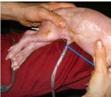 母猪产前产后注意事项以及产后不食少乳炎症处理方法