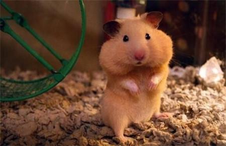 小仓鼠幼鼠可以吃什么,仓鼠幼鼠最爱吃什么