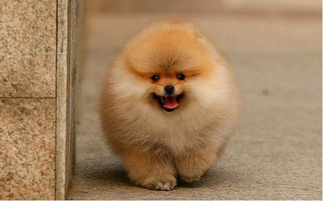 挑选博美幼犬的技巧,纯种和普通串串博美犬的区别图