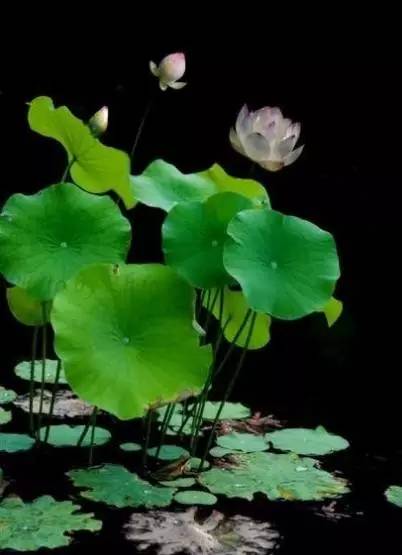 稻花香里说丰年诗词讲解,稻花香里说丰年听取蛙声一片500字