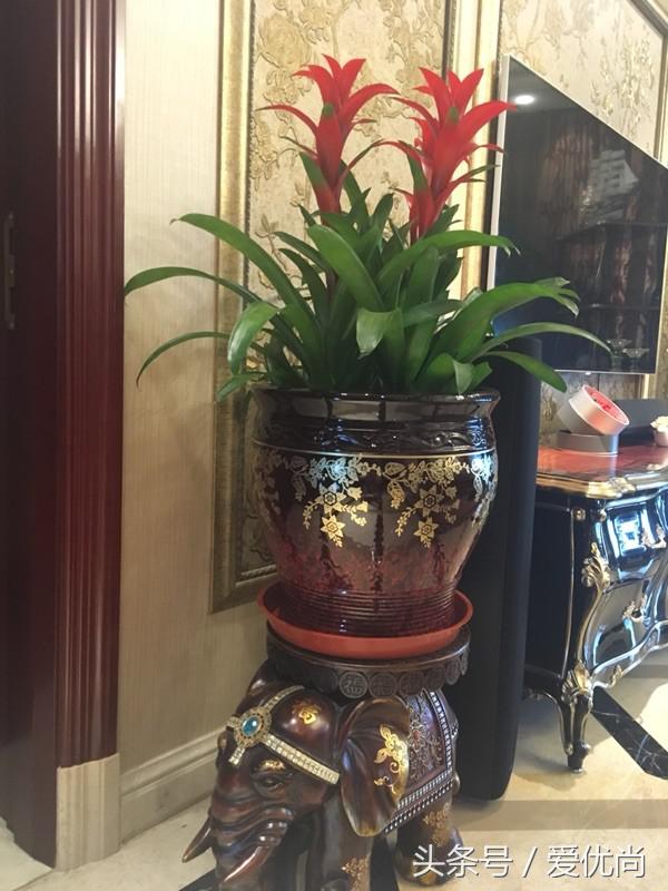 开业乔迁，吉利有寓意的盆栽有哪些？