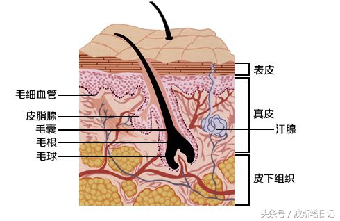 mts微针产品,MTS微针知识大全