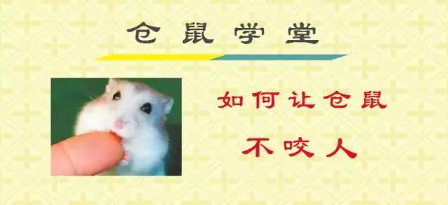 仓鼠在教室里怎么养,仓鼠隧道仓鼠会咬人吗