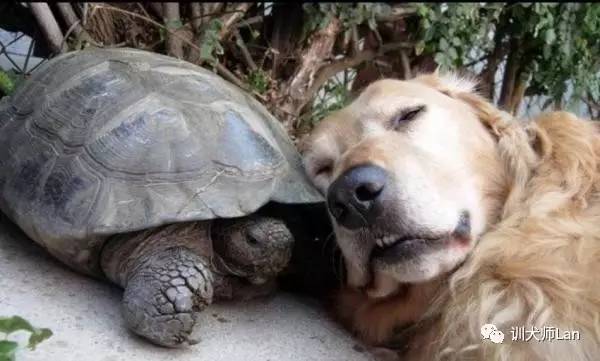 狗狗怕细菌多怎么办,怎样帮助狗狗克服恐惧心理