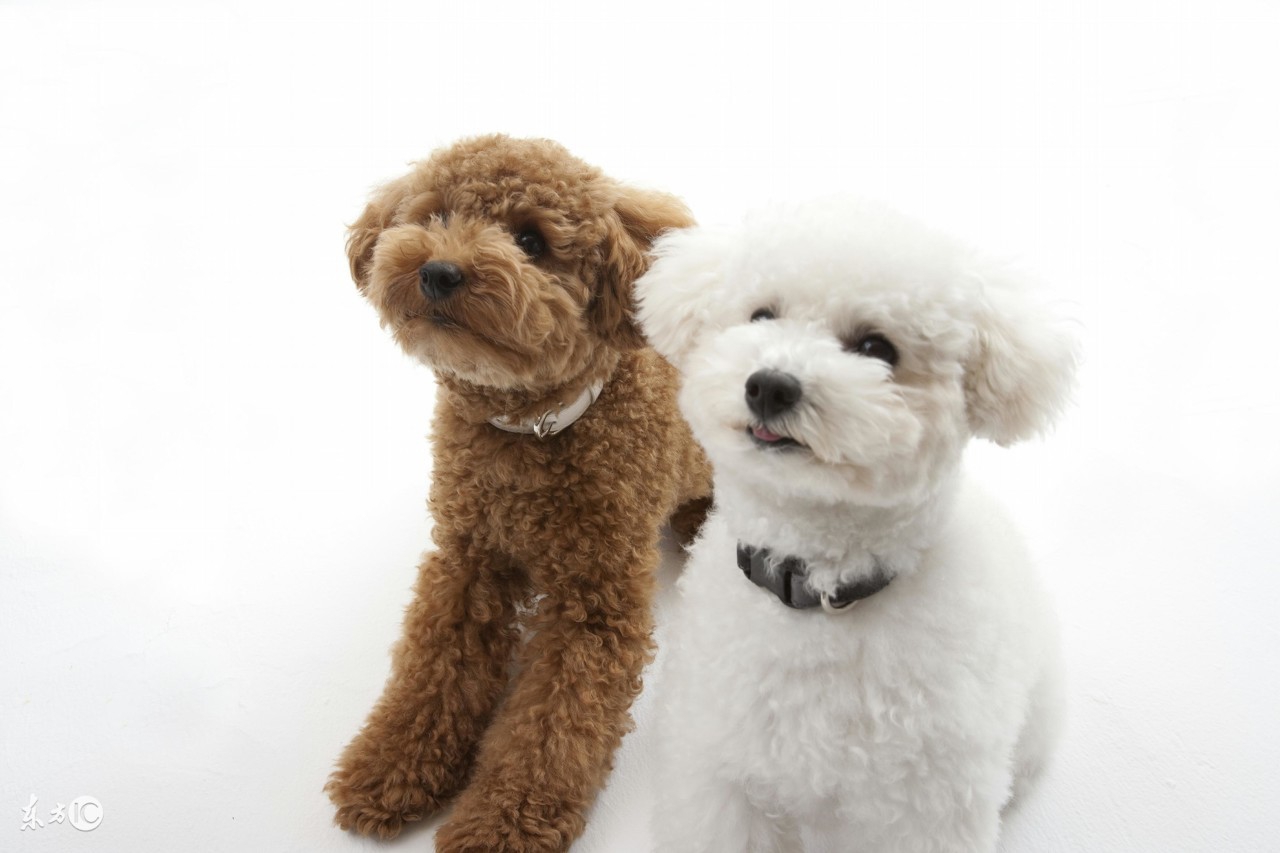 贵宾犬发烧有什么症状,贵宾犬最容易染上什么病