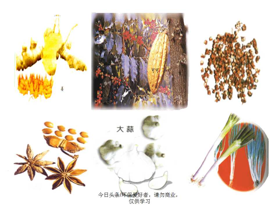 认识植物从身边开始,认识植物的根茎叶各个部分