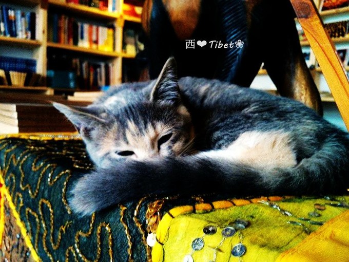 奥古斯都,August的格桑花秘境：我养你！带你去*藏西**啊！