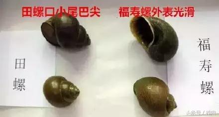女子吃了福寿螺,吃田螺误吃福寿螺