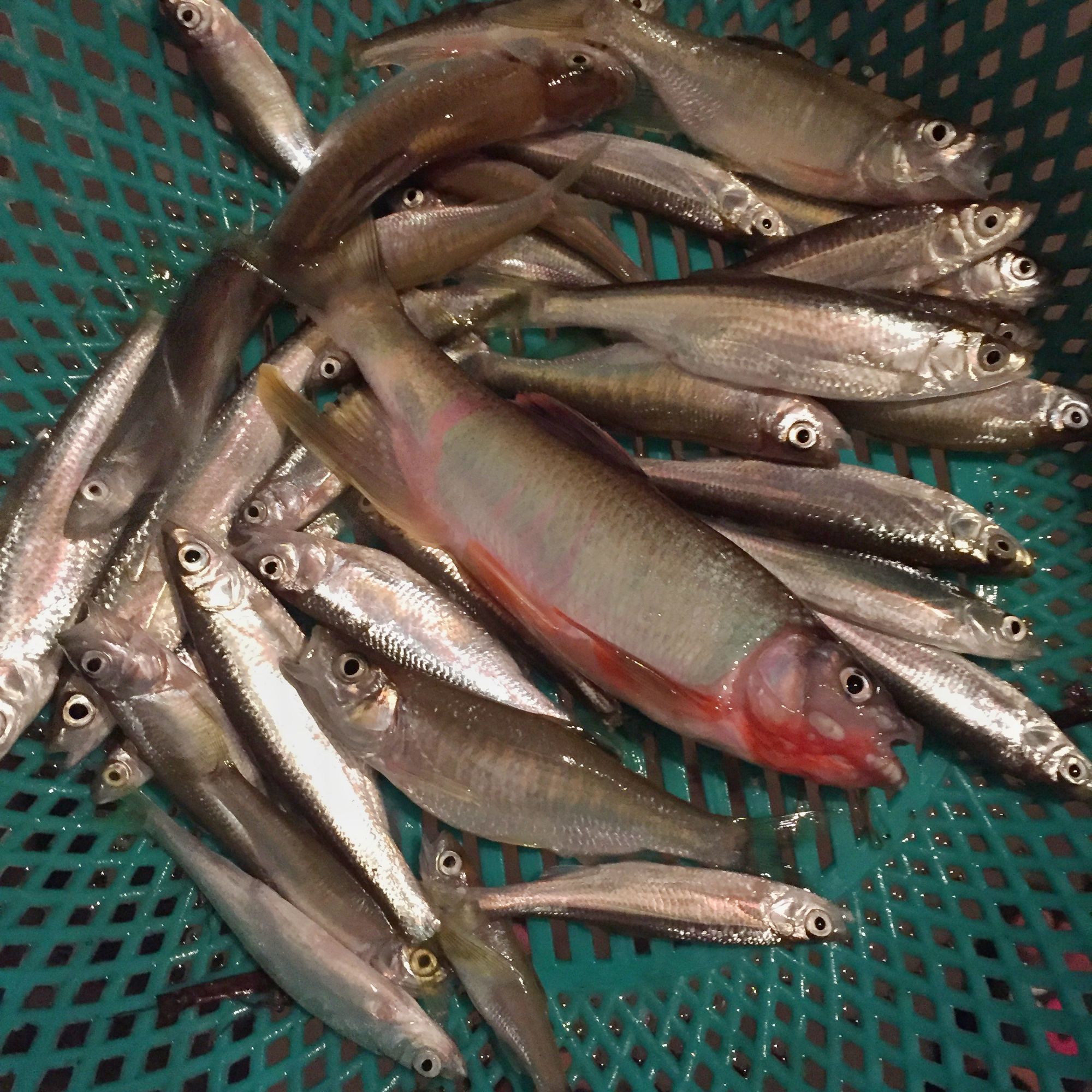 路亚白条用飞蝇钩好还是亮片好,路亚白条用飞蝇好还是用毒蚊好